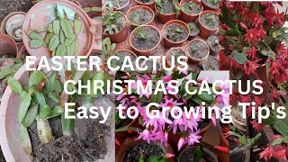 EASTER CACTUS / Christmas CACTUS Cutting Propagation and Repotting / Easy to Grow & Care video 