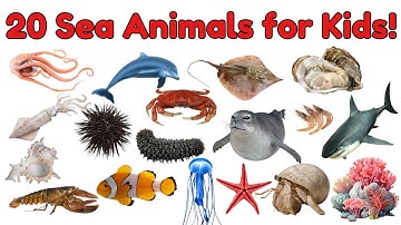 Sea Creature Vocabulary for Kids | Learn 20 Amazing Ocean Animals Names with Pictures #vocabulary