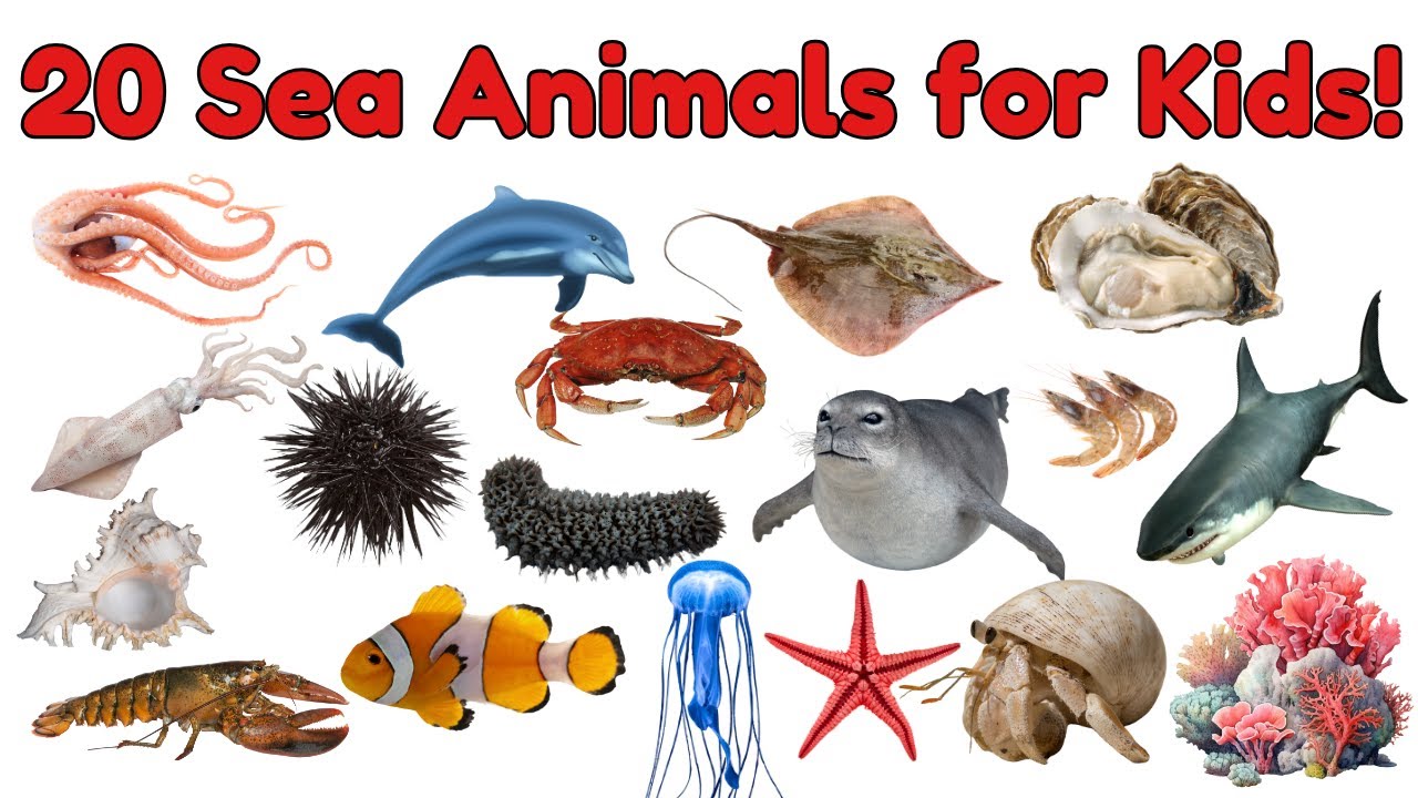 Sea Creature Vocabulary for Kids | Learn 20 Amazing Ocean Animals Names ...