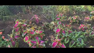 Beautiful Flowers In The Reno Nevada.