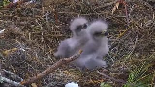 Bald Eagle Eggs Hatch At NEFL Eagle Cam