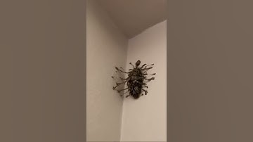 Thumbnail of What is this bug
