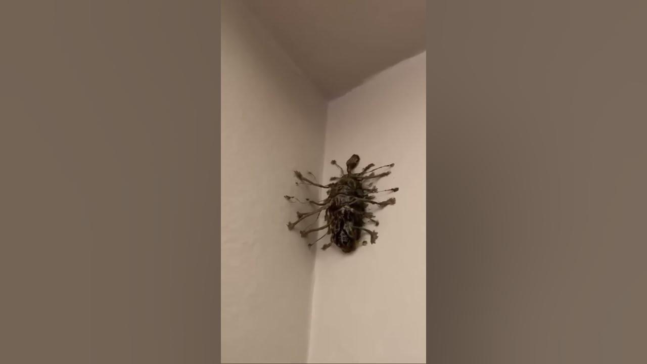 What is this bug