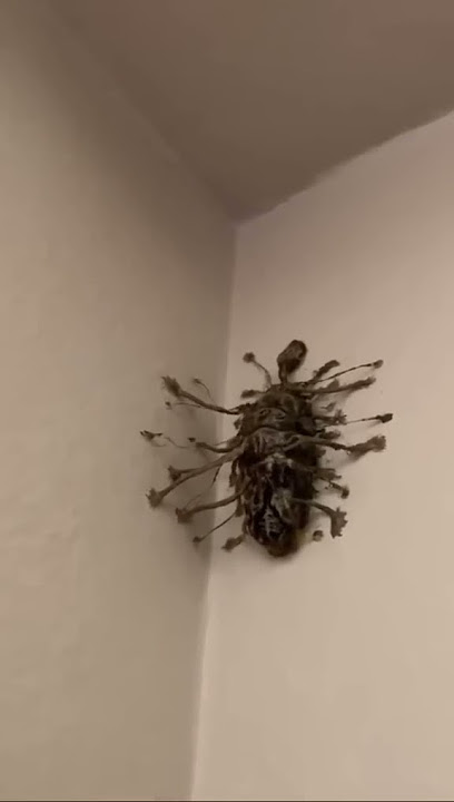 What is this bug