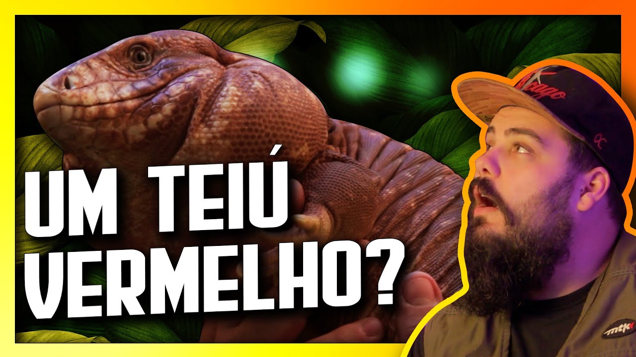 Meu Lagarto GIGANTE Vermelho. Como ter um TEIÚ ARGENTINO Vermelho - Salvator rufescens - Biólogo Tai