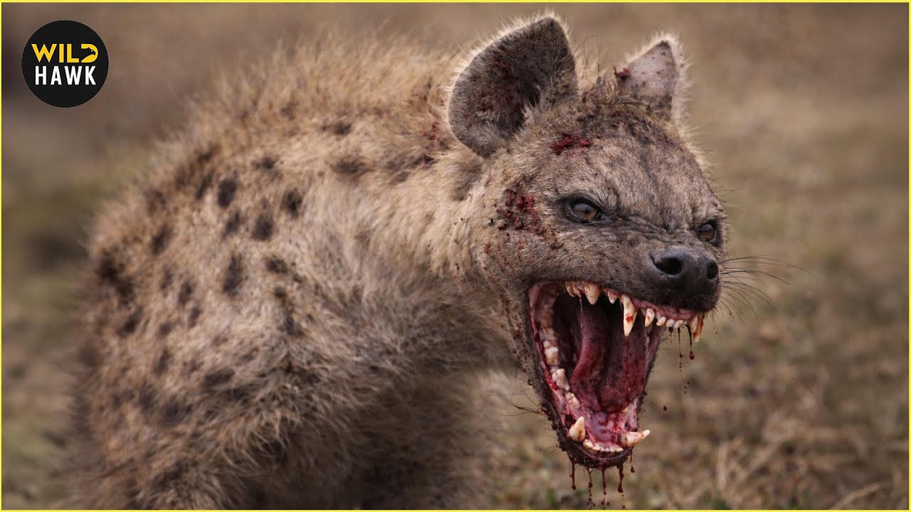 Most Unbelievable Moments When Wild Animals Attack Gone Wrong | Animal Fighting