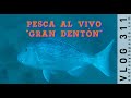 PESCA AL VIVO "GRAN DENTON"