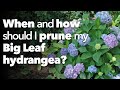 When and How to Prune Big Leaf Hydrangea