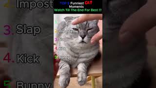 Top 5 Funniest Cat Moments Try Not To Laugh Challenge