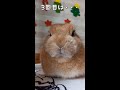 【おもしろい反応】3回近づいたらこうなりました（笑） #うさぎ #bunny #rabbit