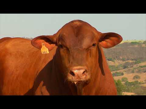 LOTE 44 - BARA 661 - Leilão de Touros Senepol da Barra 2021