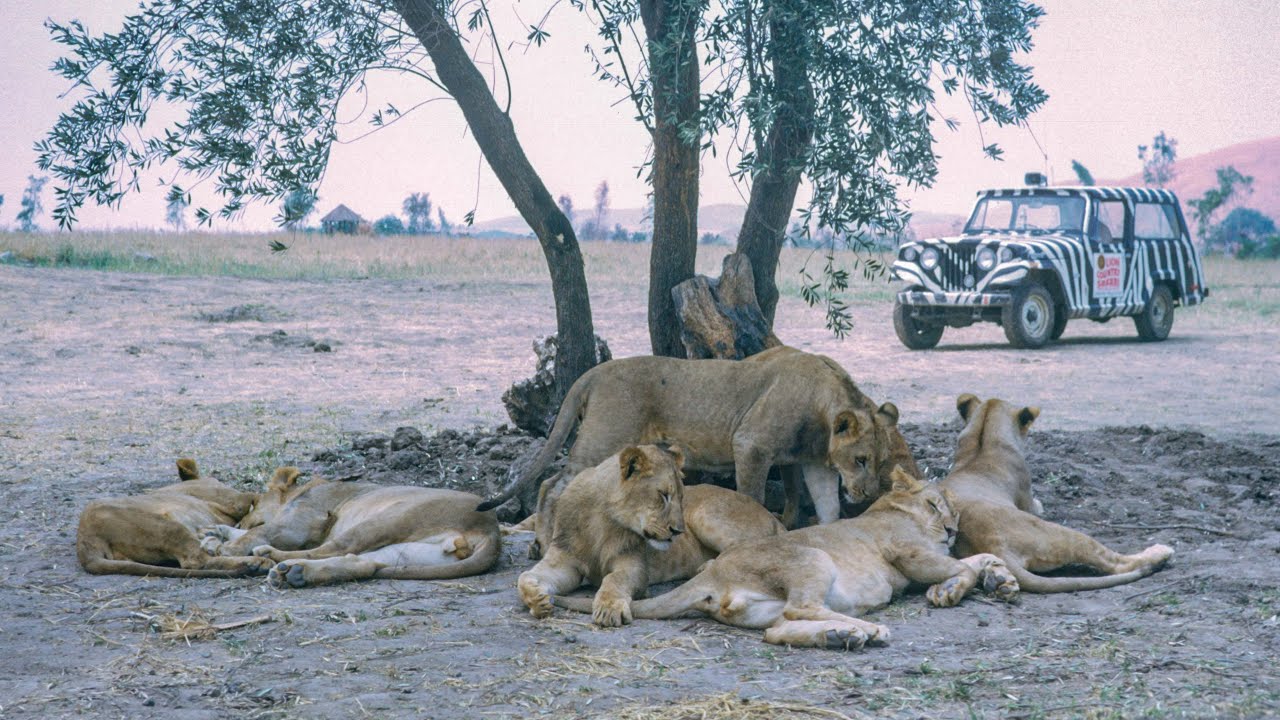 lion country safari california attack