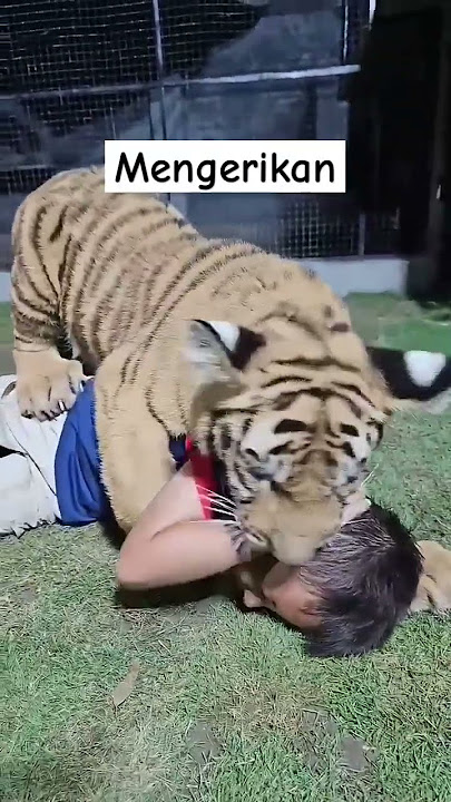 AWAL MULA KEMATIAN BOCAH DIMAKAN HARIMAU#sohrts