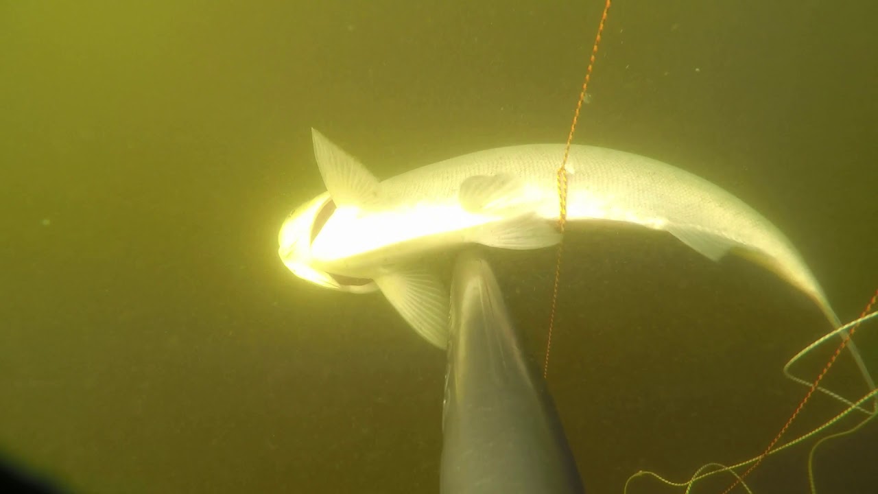 Подводная охота на толстолобика в реке Днепр в лежке
