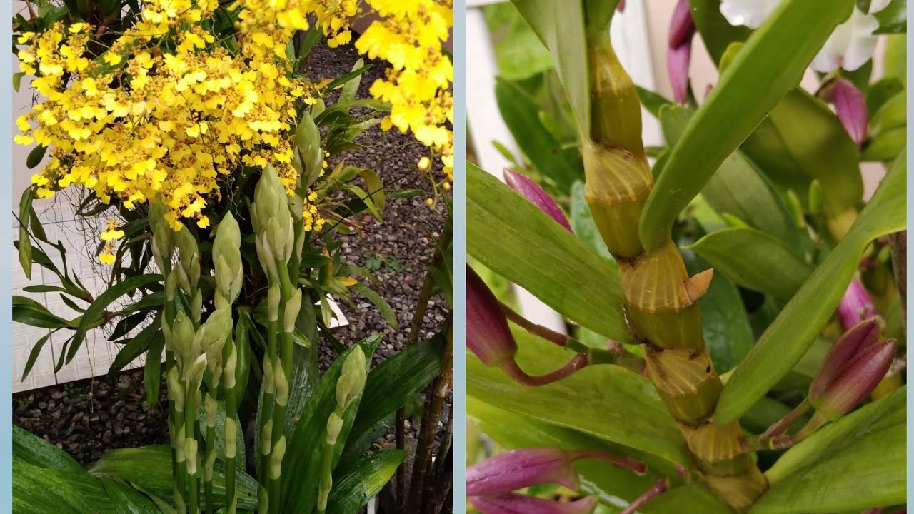 QUAL MELHOR HORA PARA REGAR ORQUÍDEAS??/ MUITAS FLORES E BOTÕES PARA ABRIR DAS MINHAS ORQUÍEAS.