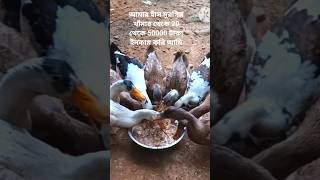 চাকরি থেকেও বেশি ইনকাম হাঁস মুরগির খামারে #হাঁসপালন #duckfarming #dasimorgi #shortfeed #viralvideo