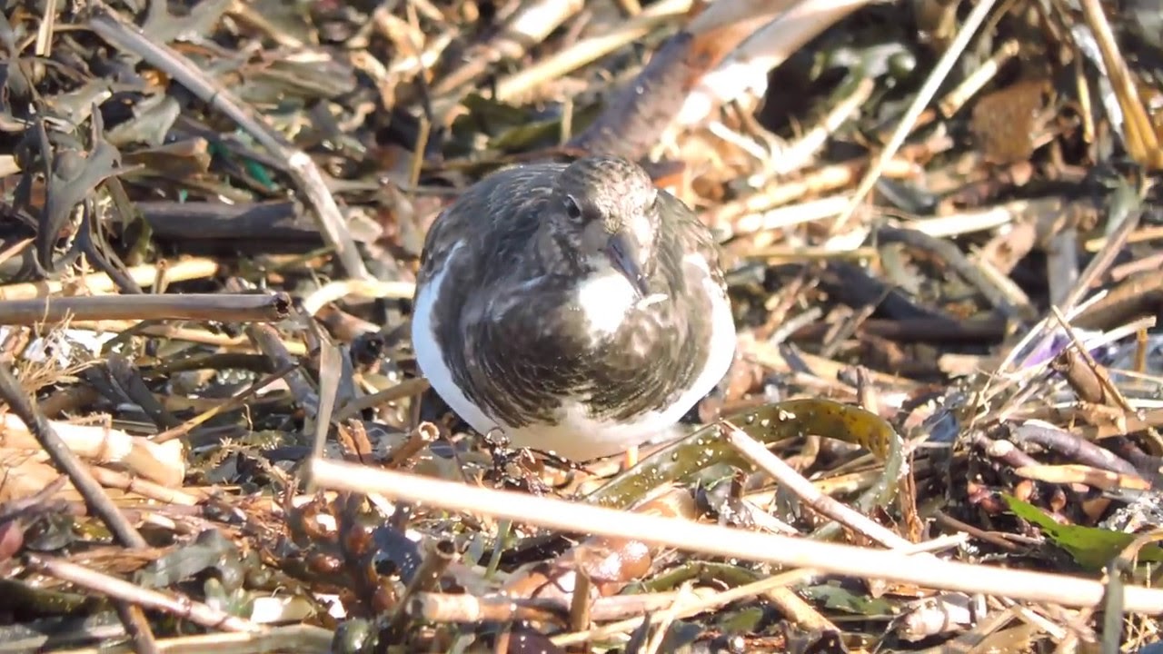 Ruddy Turnstone