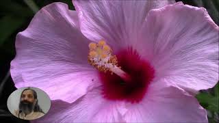 Synthesis of Yoga December 13, 2019 with Sraddhalu Ranade