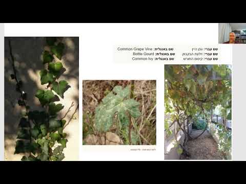 דף יומי מסכת סוכה דף יא Daf Yomi Sukkah Page 11 ע י יוני גוטמן 