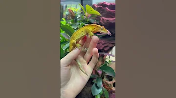 Какие у кого яйца?🙈 смотрим яйца ящериц)