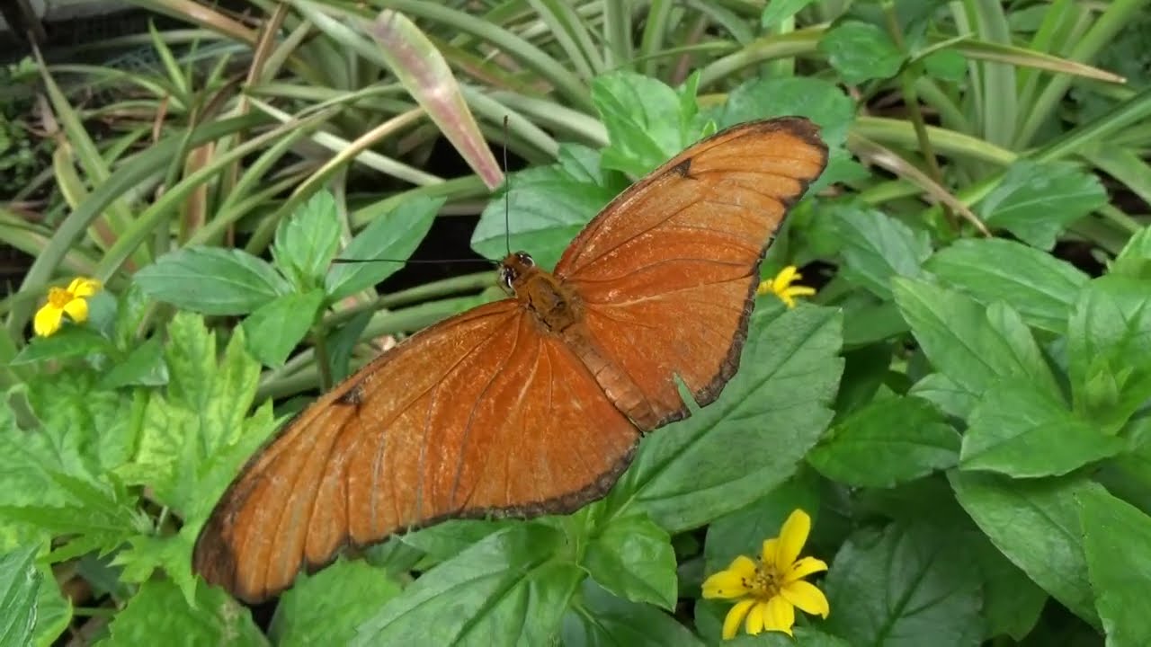 Dryas iulia (Fabricius, 1775) - rozpětí křídel