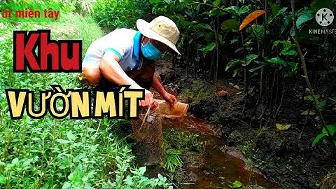 Đặt Lợp Ếch Khu Vực Vườn Mít@Út Miền Tây