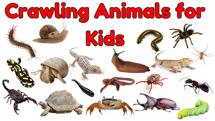 Crawling Animals for Kids | Crawling Creatures Vocabulary | Animal Names and Vocabulary Learning Fun