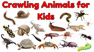 Crawling Animals for Kids | Crawling Creatures Vocabulary | Animal Names and Vocabulary Learning Fun