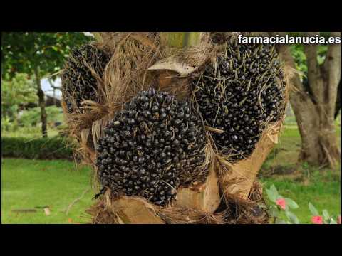 Video: Aceite De Palma En La Fórmula Infantil: ¿por Qué?