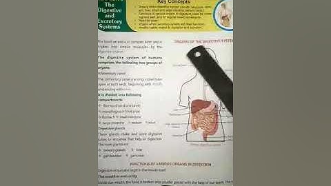 Class 4 Science Chapter 3 The digestive and excretory systems  ( part 2)