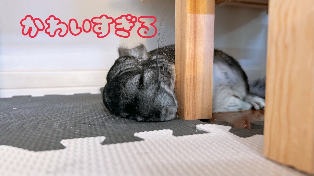 チンチラの寝てる動画を集めたら可愛すぎた
