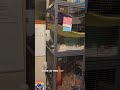 Take a closer look inside our rat room, located in Denver, CO #ratroom #denver #colorado #rattery