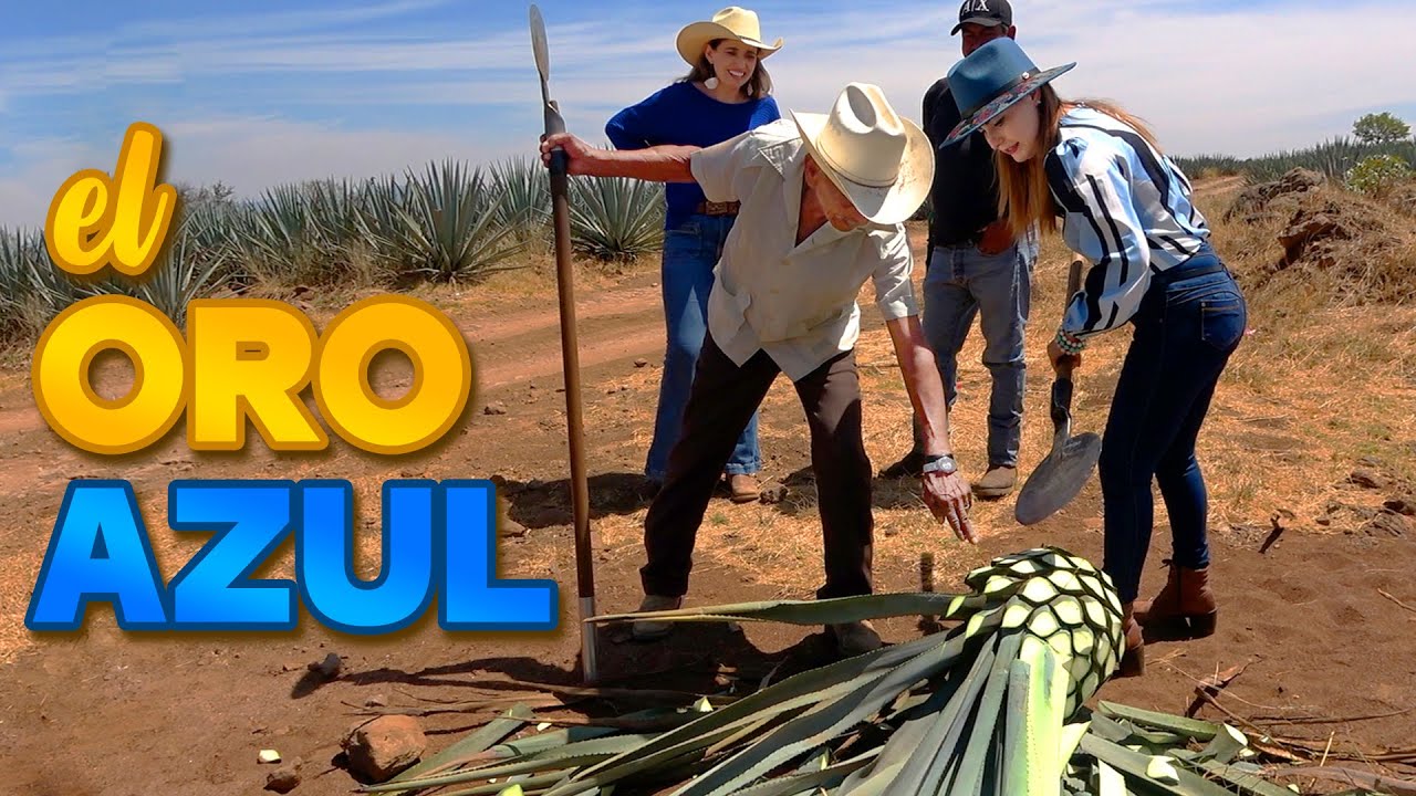 En AMATITÁN, TODOS SE DEDICAN AL ORO AZUL | ALMA CORONEL