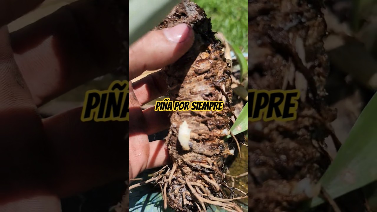 PIÑA...SIEMBRALA UNA VEZ COSECHALA SIEMPRE 