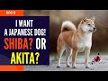 I Want a Japanese Dog! Shiba? or Akita?