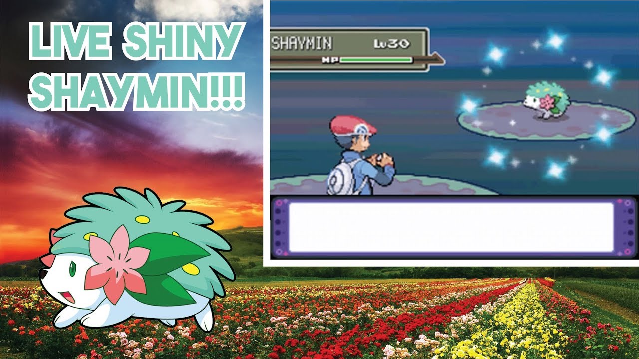 Live Shiny Shaymin After 6287 Encounters!!!