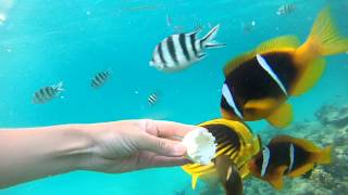 Рыбки едят яйцо из рук в Красном море!