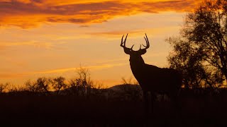 SEE LIST: Missouri Department of Conservation reveals list of mandatory CWD deer testing stations