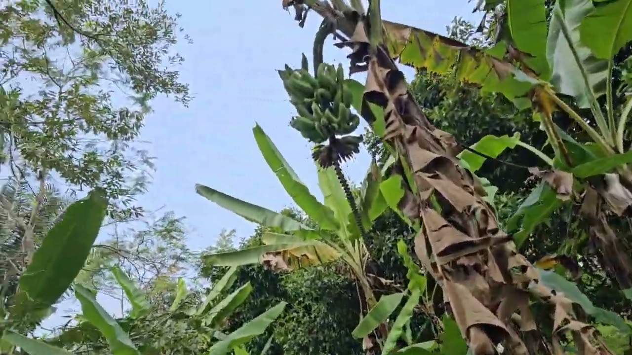 Di jual Kebun produktif harga murah cocok untuk investasi Aset masa depan #jualbelitanah #jualtanah