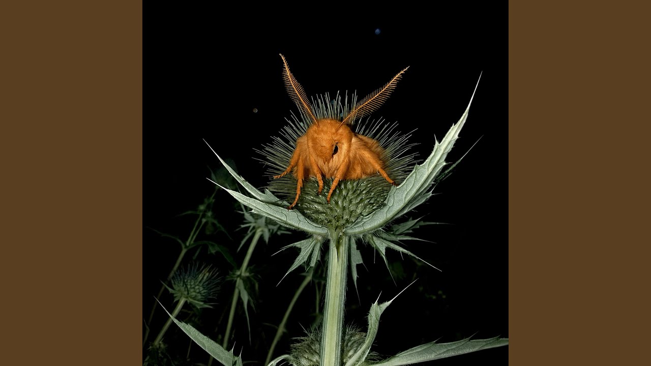 Watch Ginger Moth on YouTube Watch Ginger Moth on YouTube