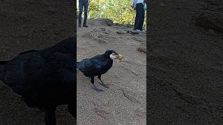 ворон делает бутерброд   #ворон #птица #bird #nature #природа #красноярскиестолбы #красноярск