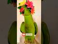 🦜 TALKING PARROT 🦜🤓🤓#creativeshorts #viralcontent #funny #trending