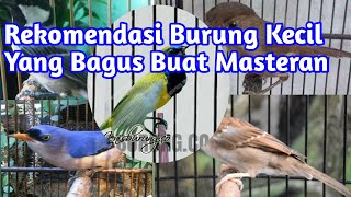 rekomendasi burung kecil yang bagus buat masteran