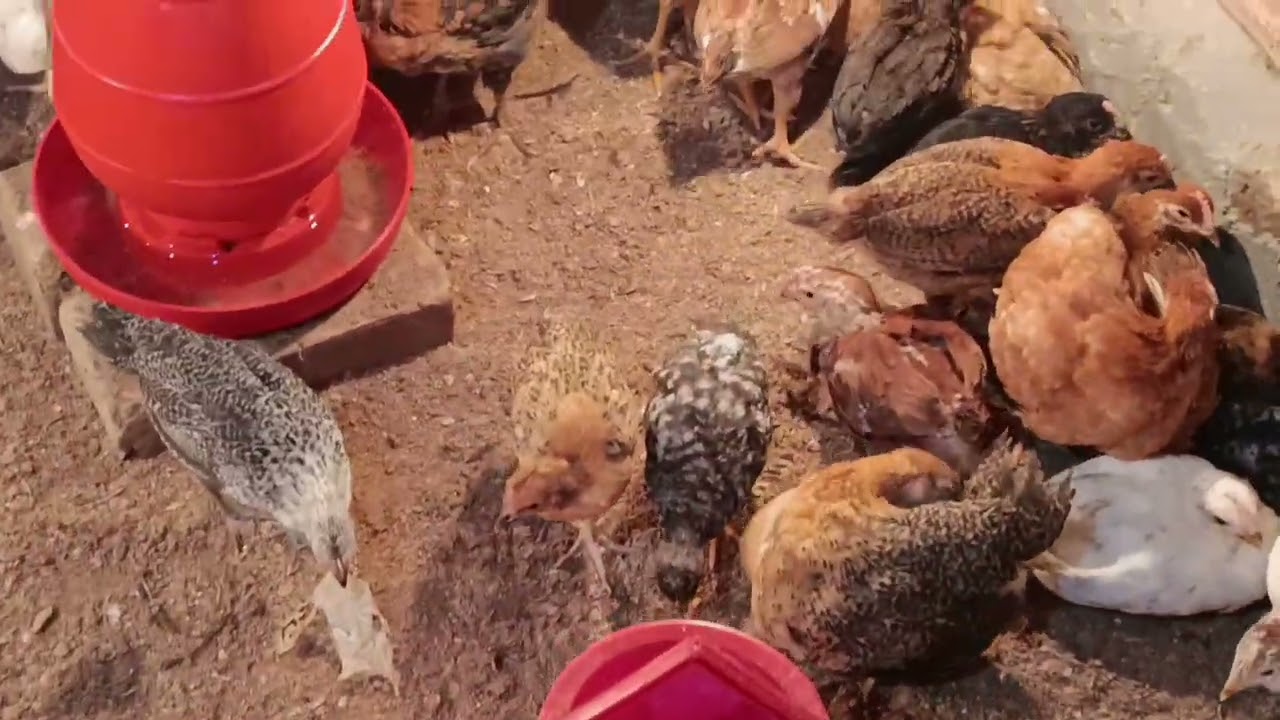 ৫০০ সুনালী মুরগী থেকে কি ভাবে কম খরচে বেশি লাভ করা যায় তা নিয়েই এই ভিডিও?????? 