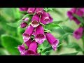 How to Grow Foxgloves from Seed