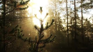 Morning Forest Stock Motion Graphics