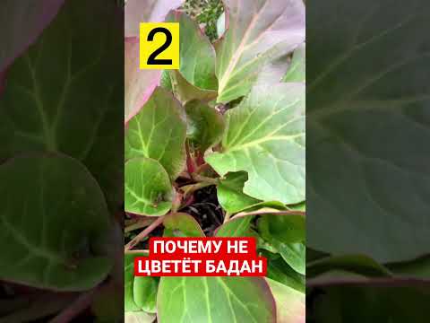 ПОЧЕМУ НЕ ЦВЕТЁТ БАДАН. 4 ПРИЧИНЫ.