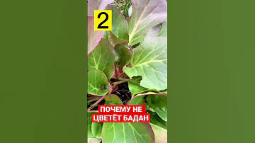ПОЧЕМУ НЕ ЦВЕТЁТ БАДАН. 4 ПРИЧИНЫ.