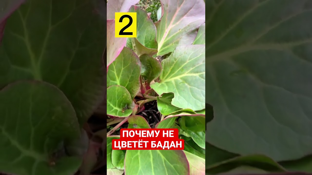 ПОЧЕМУ НЕ ЦВЕТЁТ БАДАН. 4 ПРИЧИНЫ.