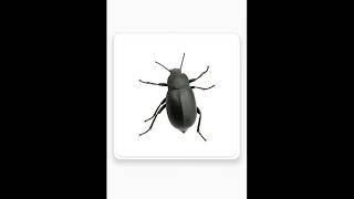 Bugs flash cards, Tarjetas flash de errores, 错误闪存卡，بطاقات فلاش الحشرات